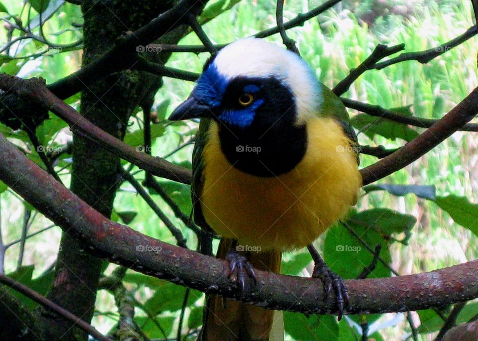 Ecuadorian bird