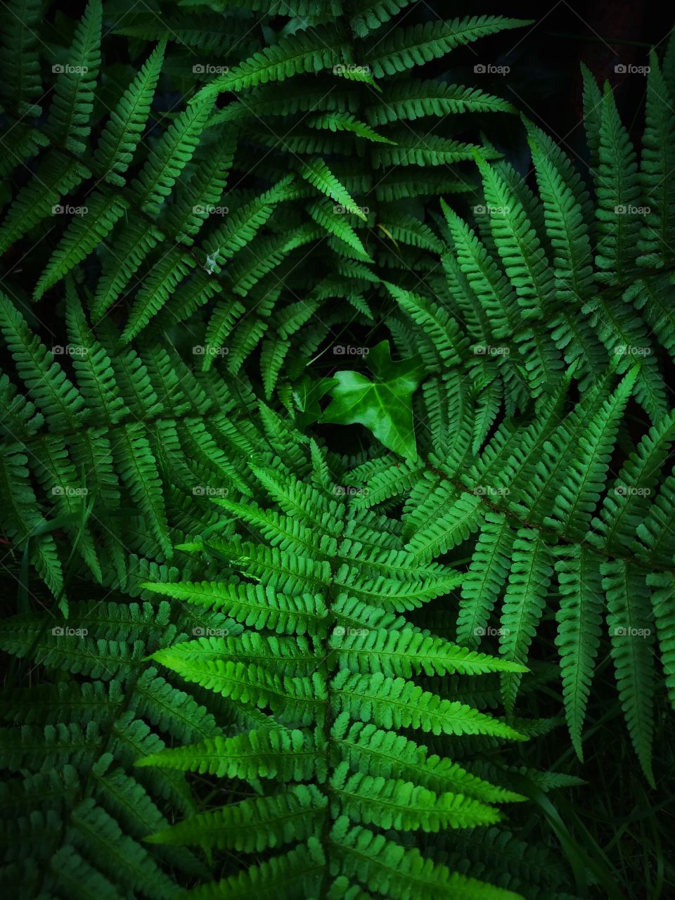 Green fern on the black background