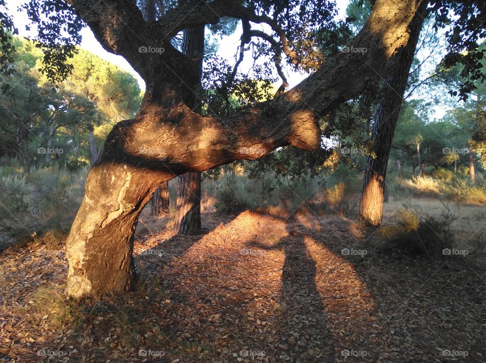 Shadow under the tree
Schatten unter dem Baum