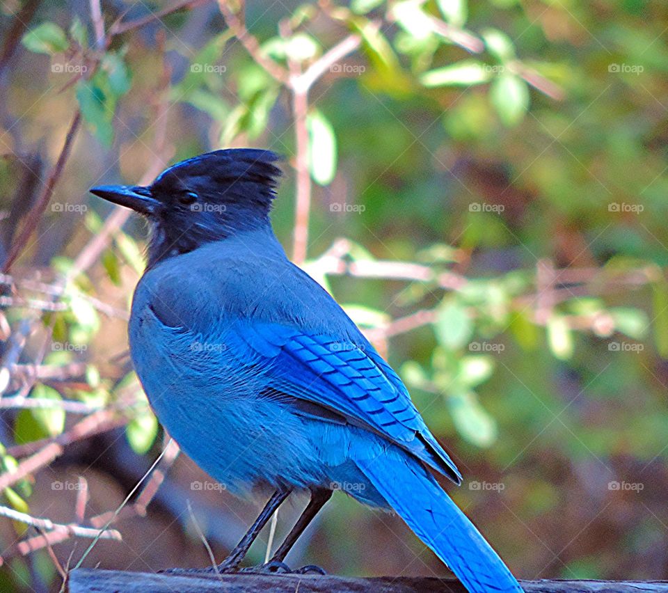 Stellar Jay