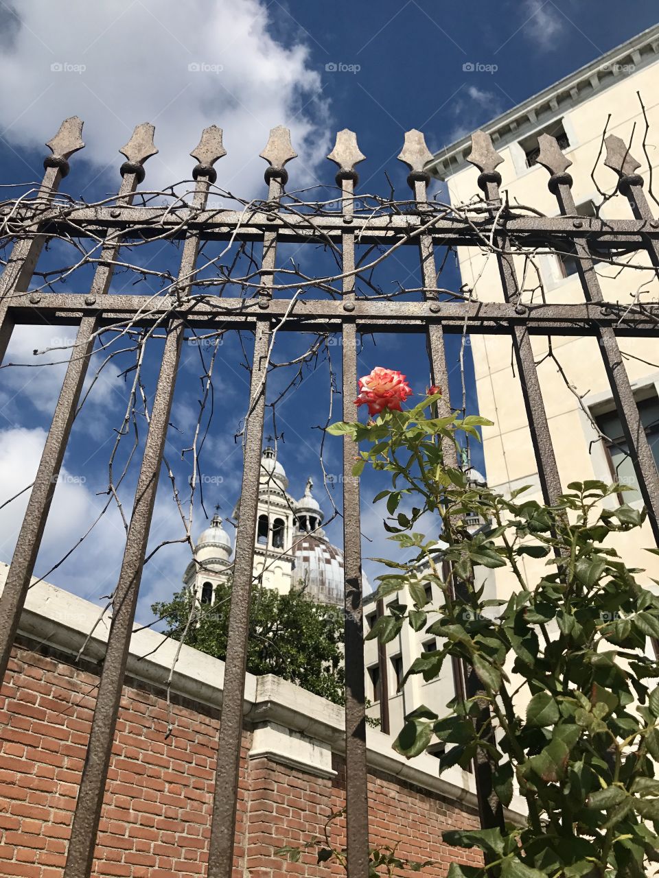 A beautiful pink rose grows on an old iron fence in Venice, Italy