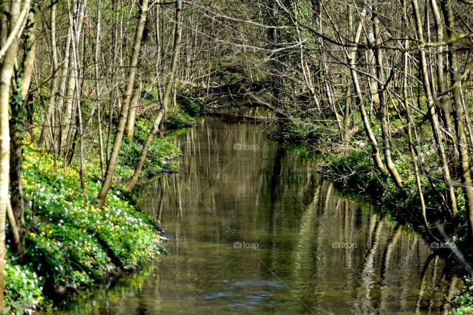 Nature, Water, Wood, No Person, Leaf