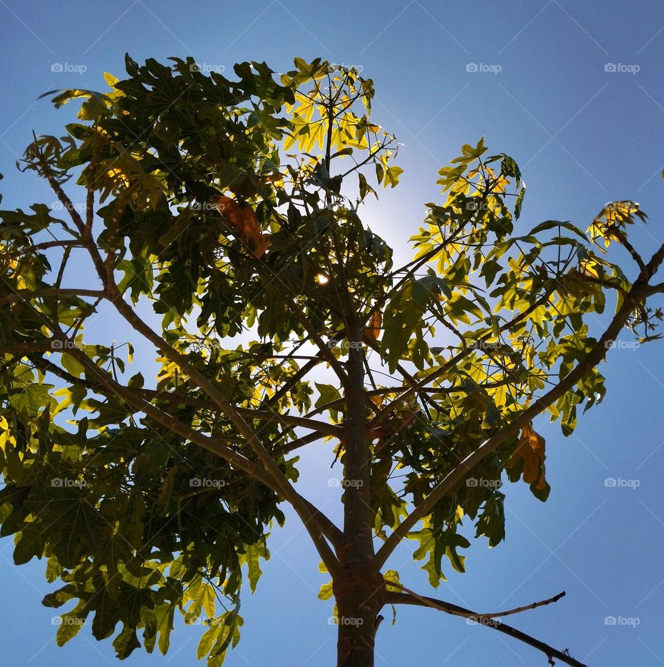 tree and sunlight