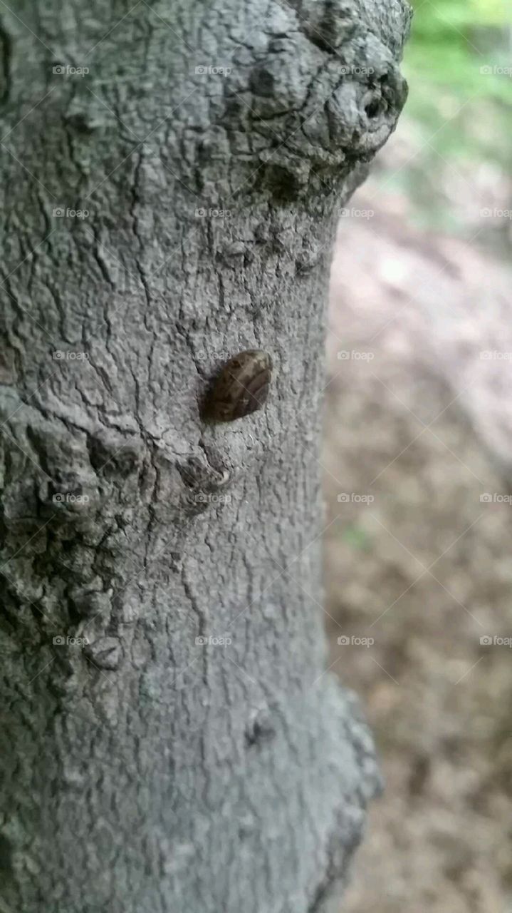 little snail buddy