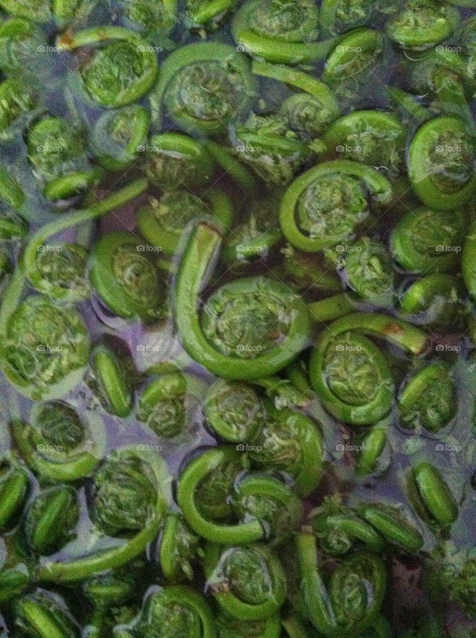Fiddlehead ferns . Fiddlehead ferns soaking in water 