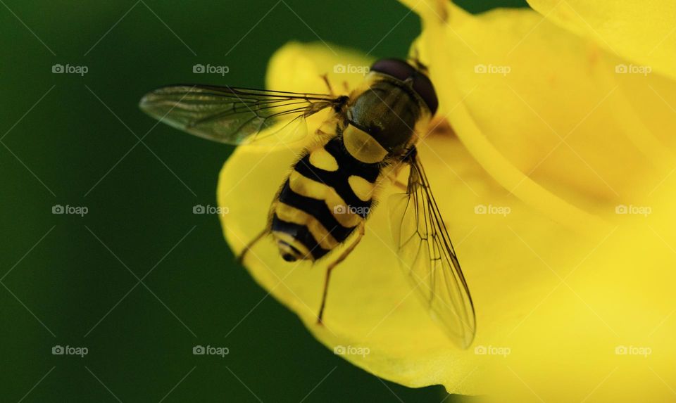 A striped fly on yellow flower closeup 