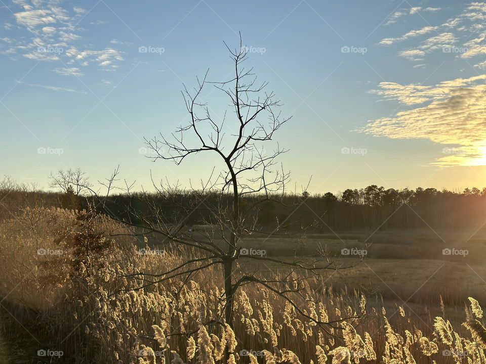 Grass and sunset