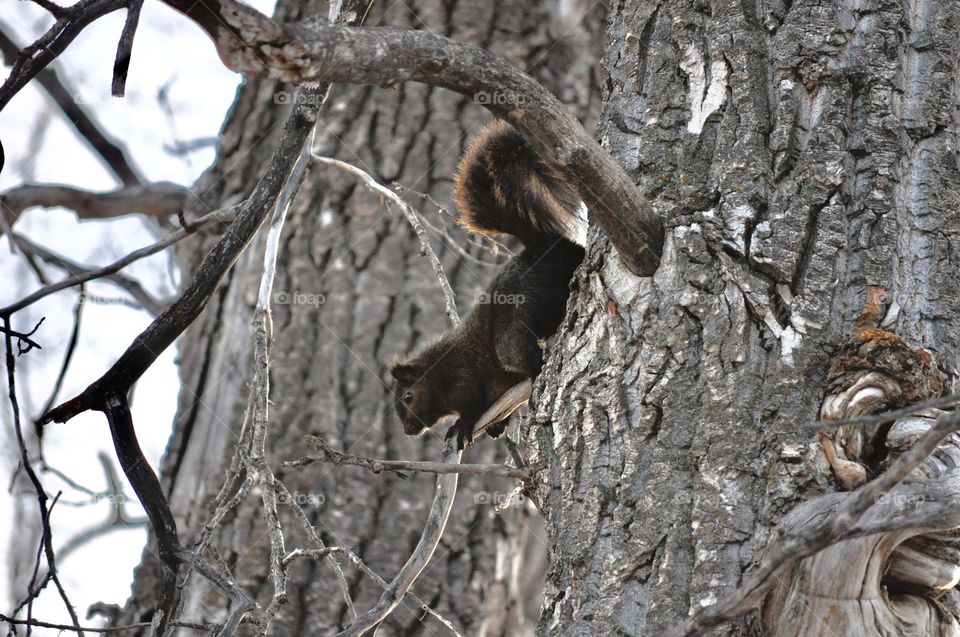 Black squirrel in tree