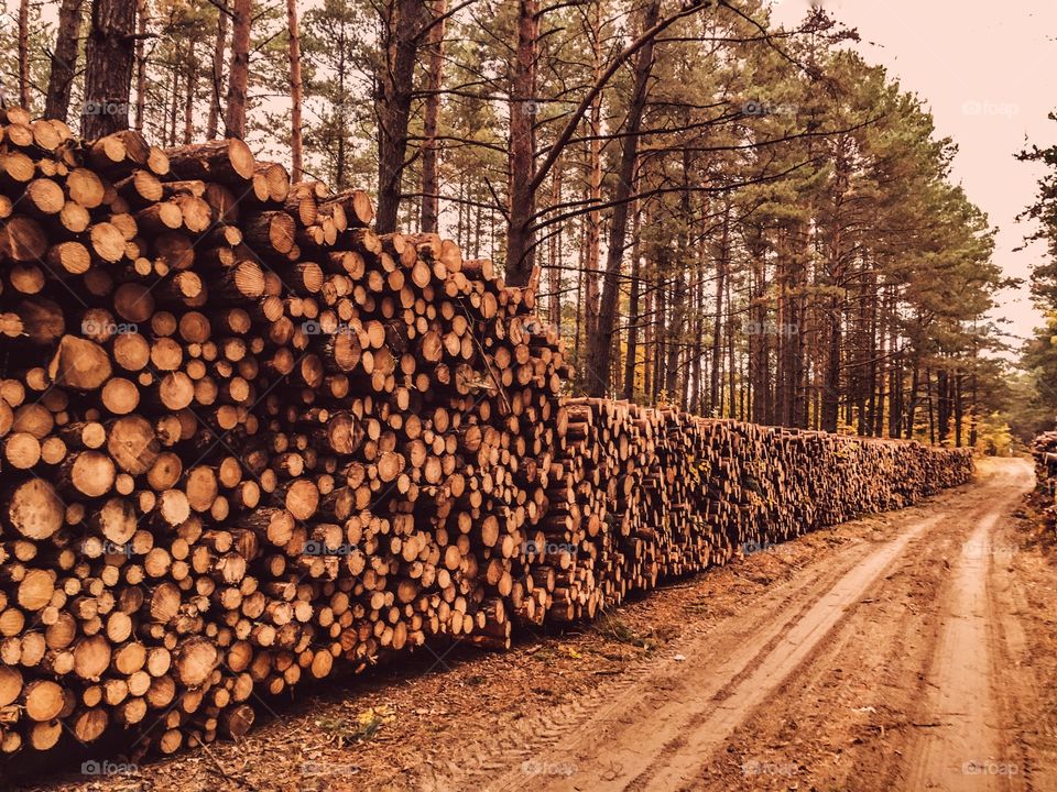 Tree, Wood, Trunk, Nature, No Person