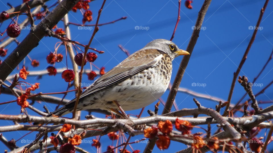 bird on a tree on a background of an urban house