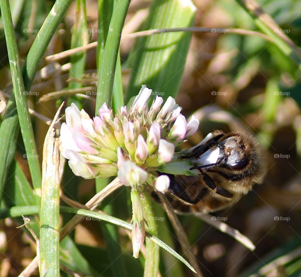 Pollinating Buzz