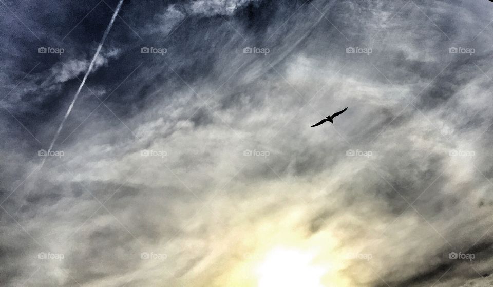 Seagull soaring at sunset
