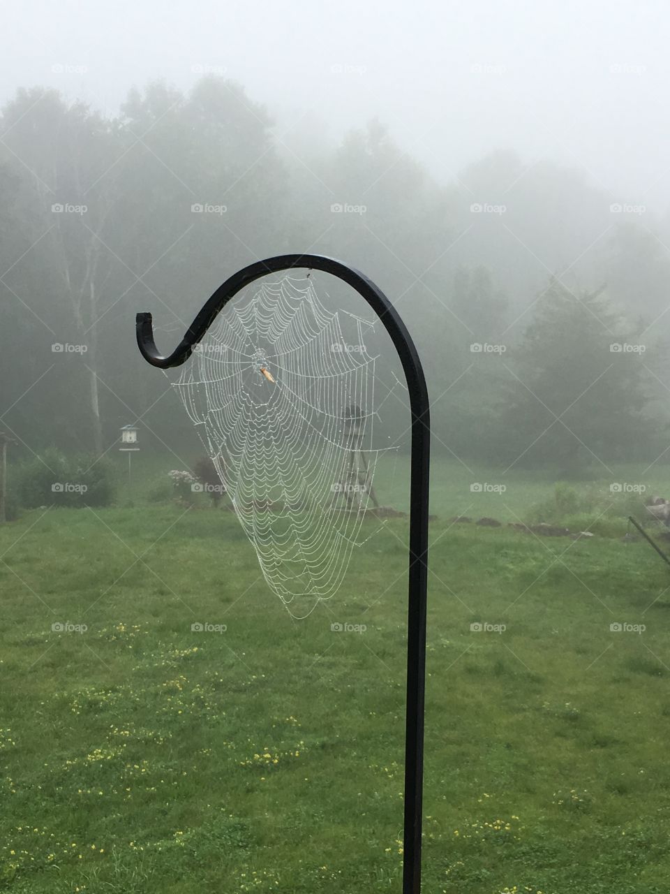 Spiderweb in the morning