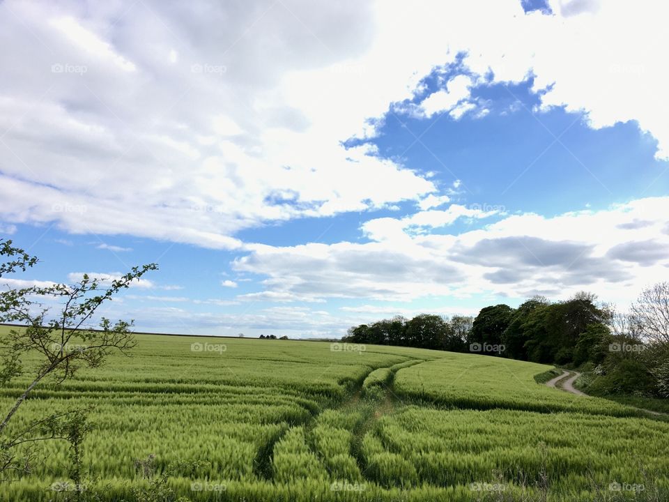 Beautiful young wheat growing in the English Countryside ...