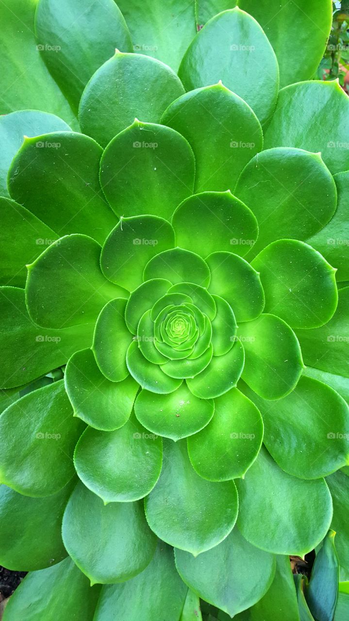 green succulent