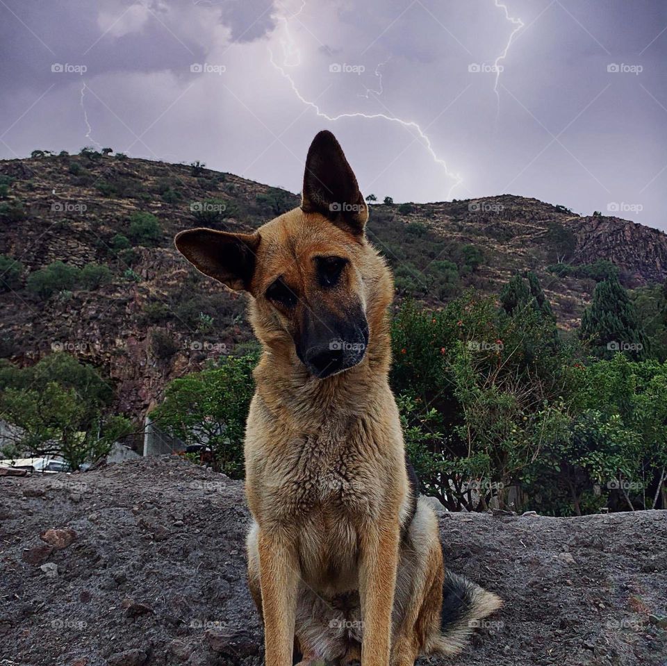 Dog pastor