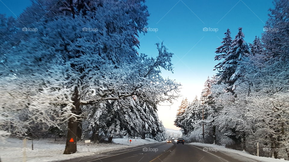 snow covered trees