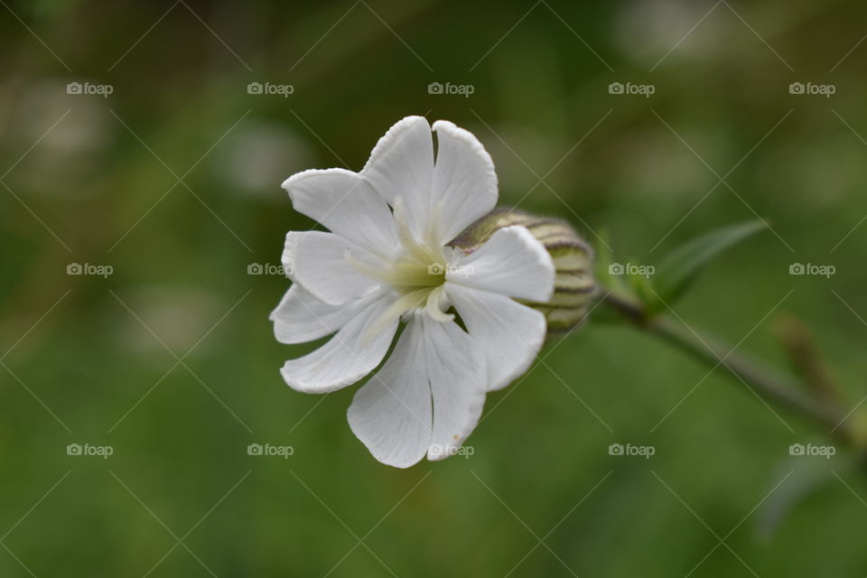 White flower in the green 