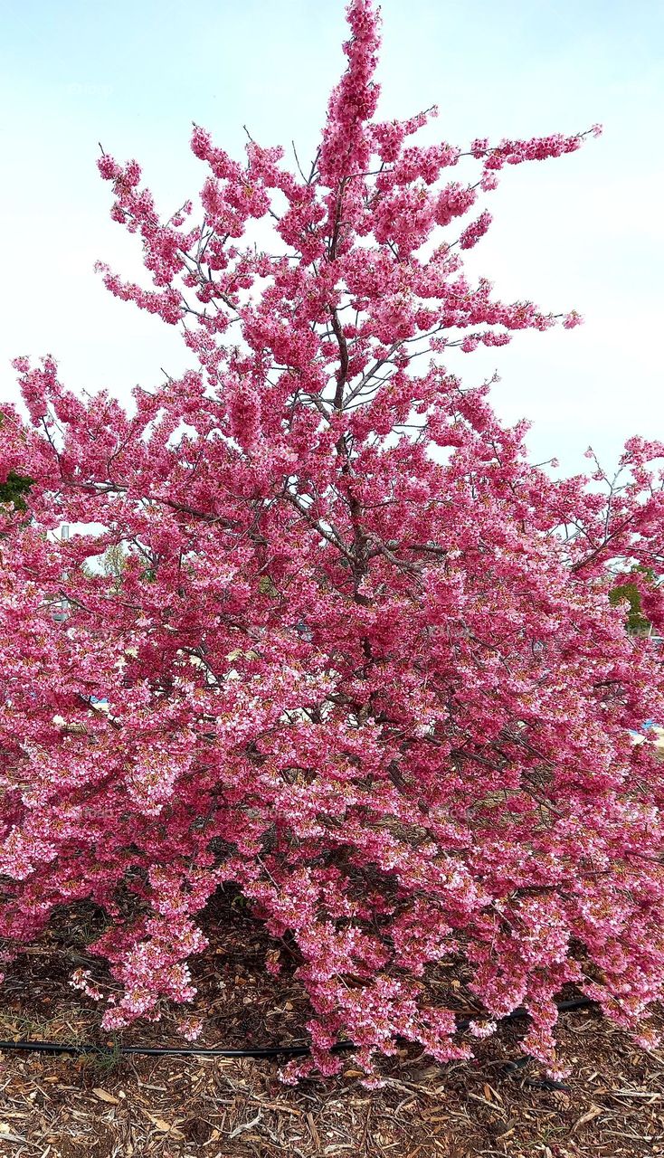 Japanese cherry tree