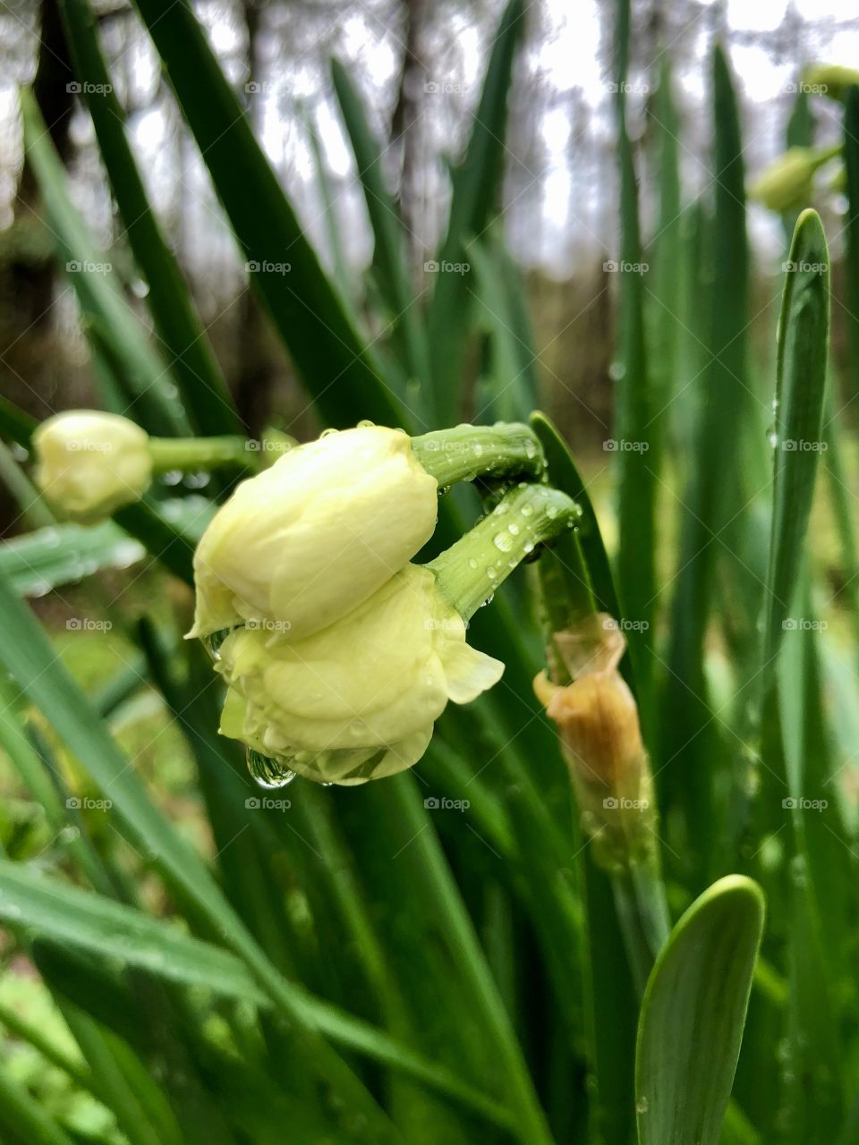 Raindrops on daffodils after springtime storms 