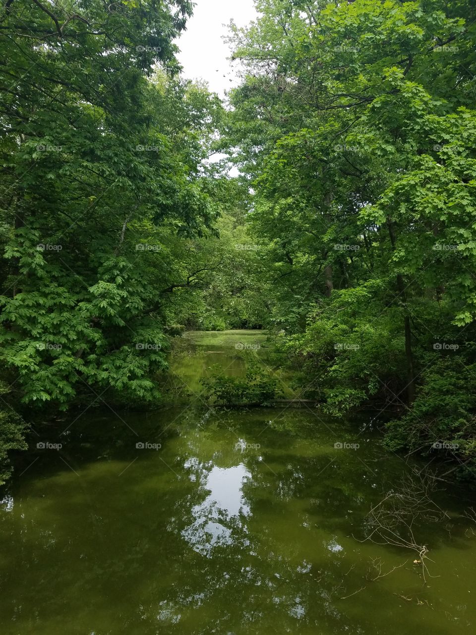 Water, Nature, Wood, No Person, Leaf