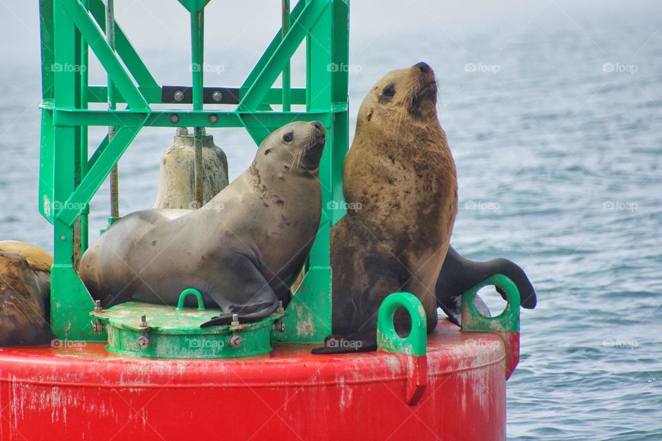 Stellar sea lions