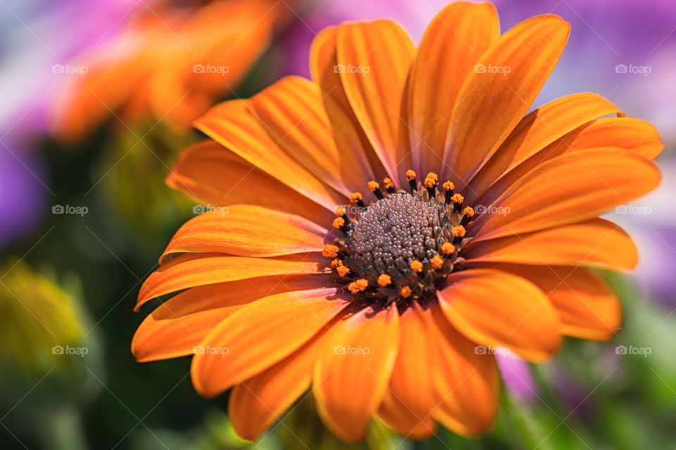 Close-up of orange  flower