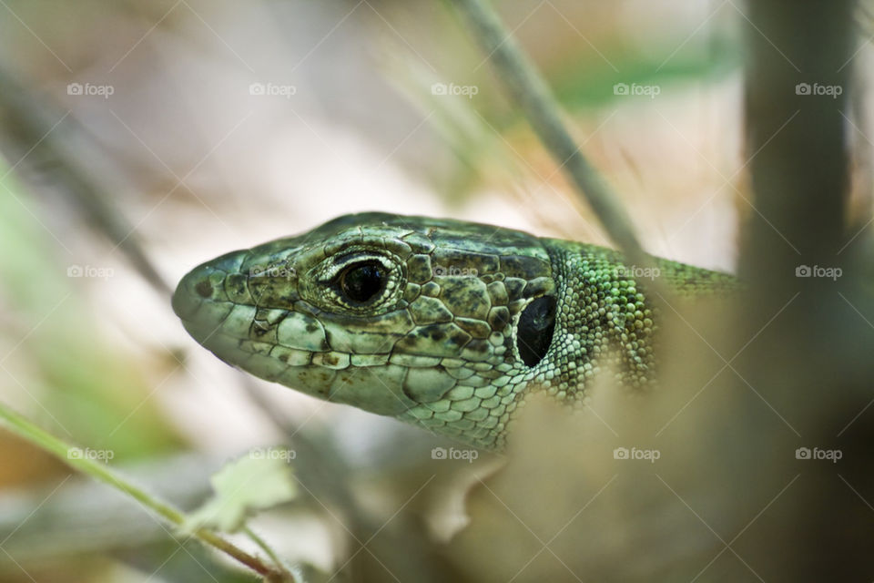 Green lizard