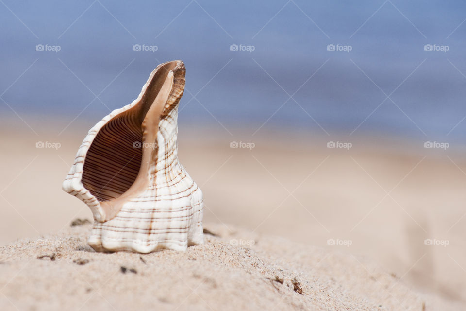 The sea cockleshell dug half in beach sand