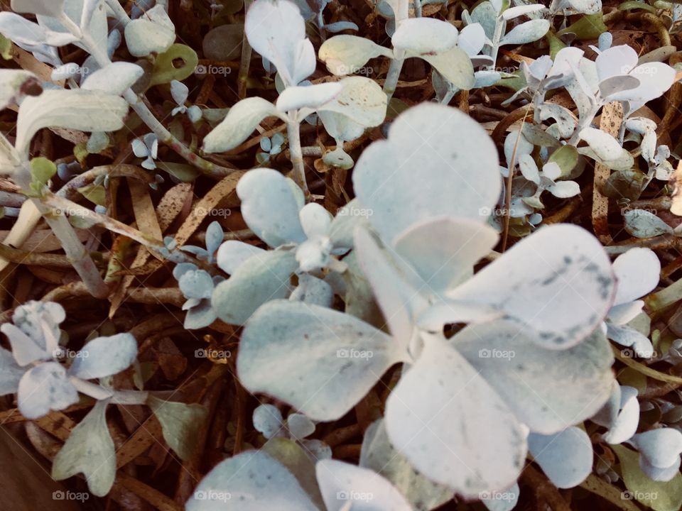 White leaves in the garden.