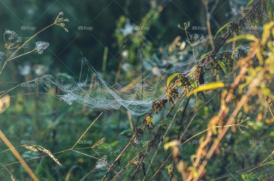 Spider web