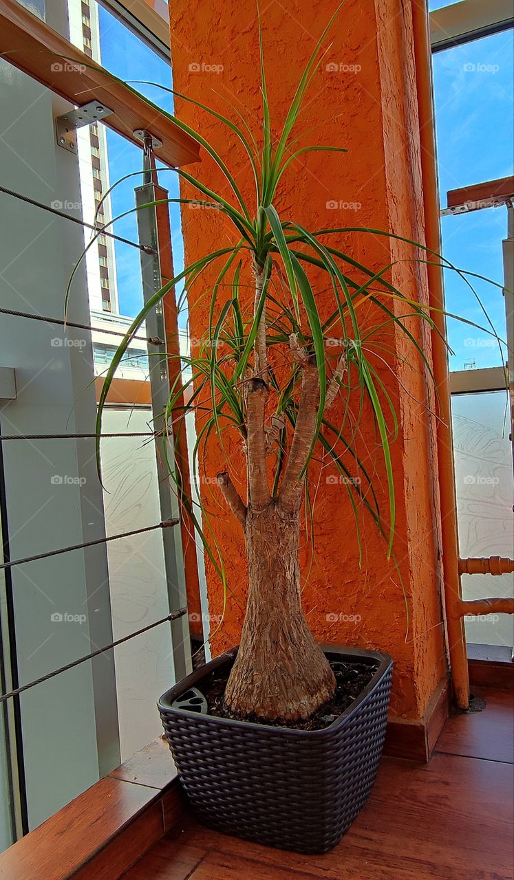 Stairs in the corridor of the building.  There is a pot with the plant "Beaucarnea recurvata" near the orange wall