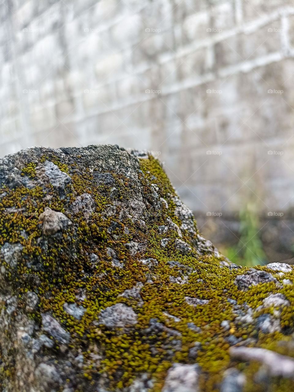 Close-up view of a rough and uneven rock surface, covered with yellowish green moss. The moss covers most of the rock surface, giving it a natural and distinctive texture and color