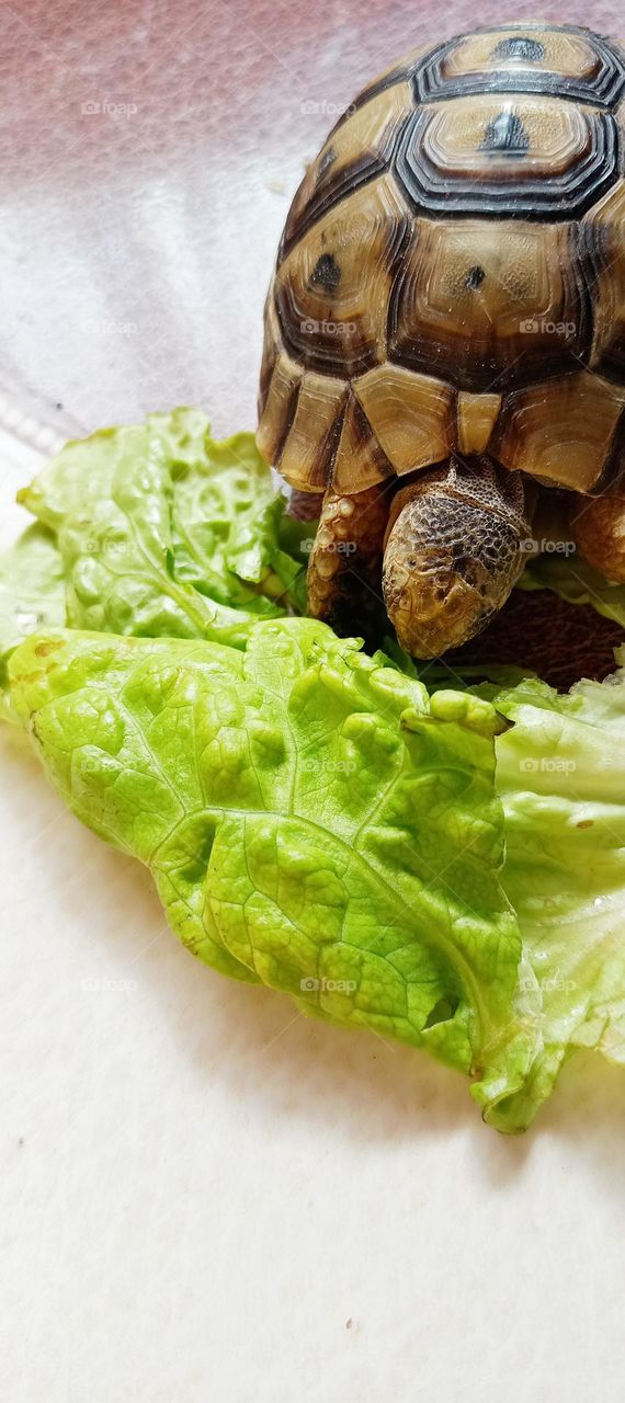 Fakron lives in seas and nature, away from people, but it has been captured and placed among people. It is a pet when interacting with it.