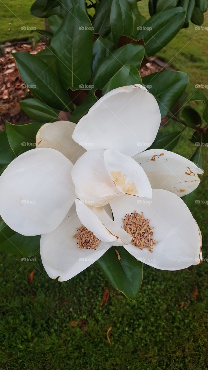 Magnolia