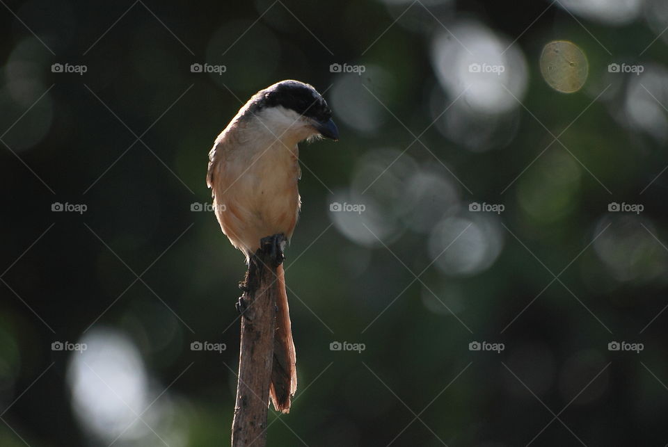 Long tailed shrike. Morning perched to the top of wood at the garden. Soliter, and there's capture when the bird is looking interest after breakfast .