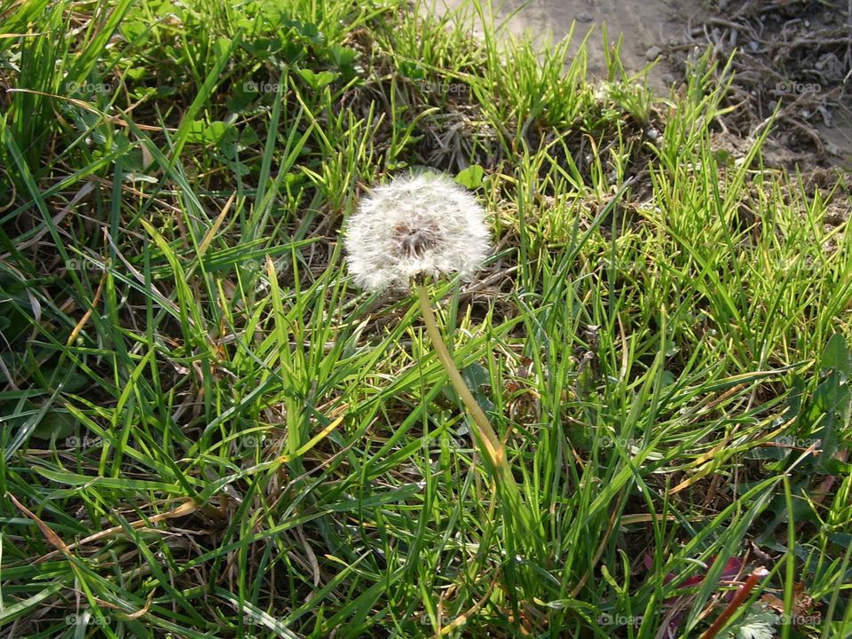 dandelion seeds
