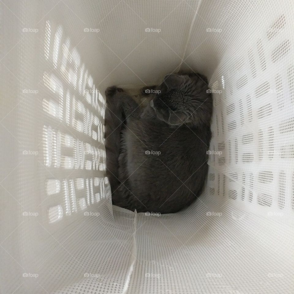 Cat in laundry hamper