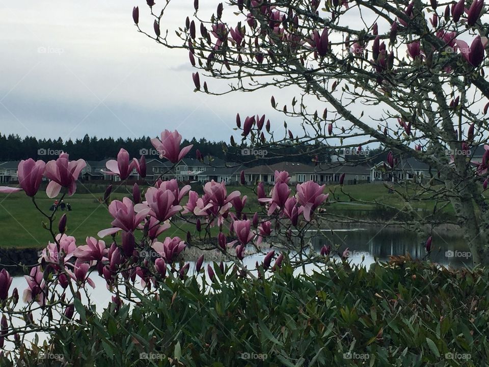 Magnolia tree starting to bloom