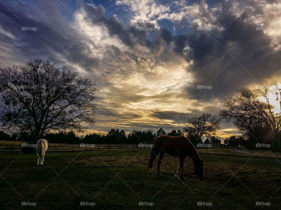 Horses grazing in grass