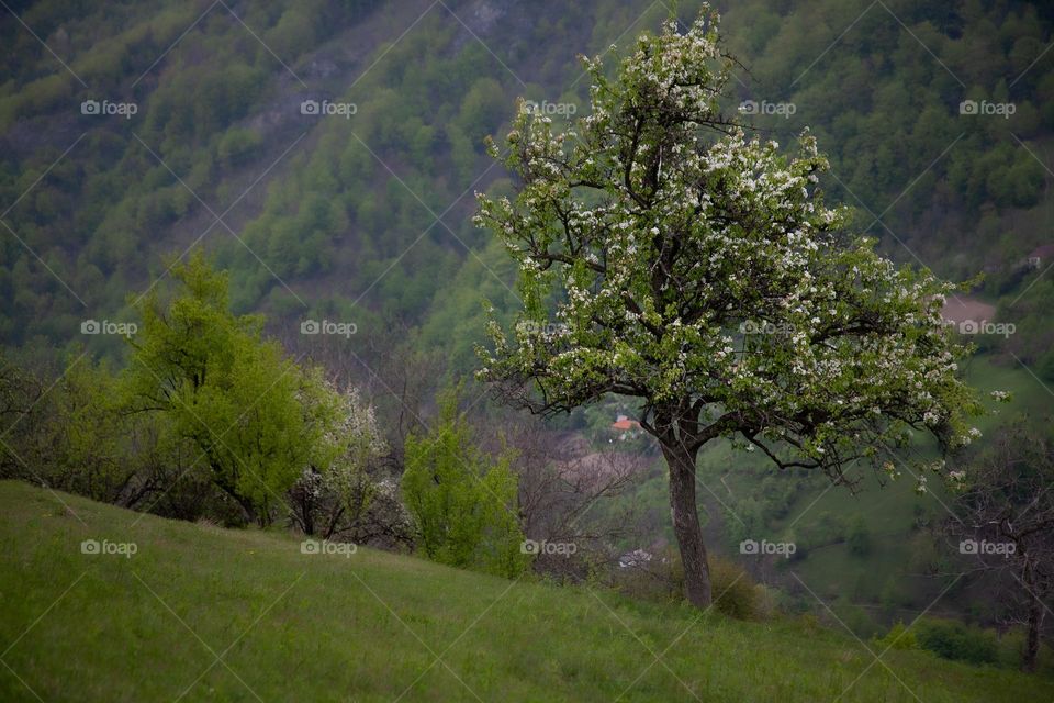 Blossom tree 