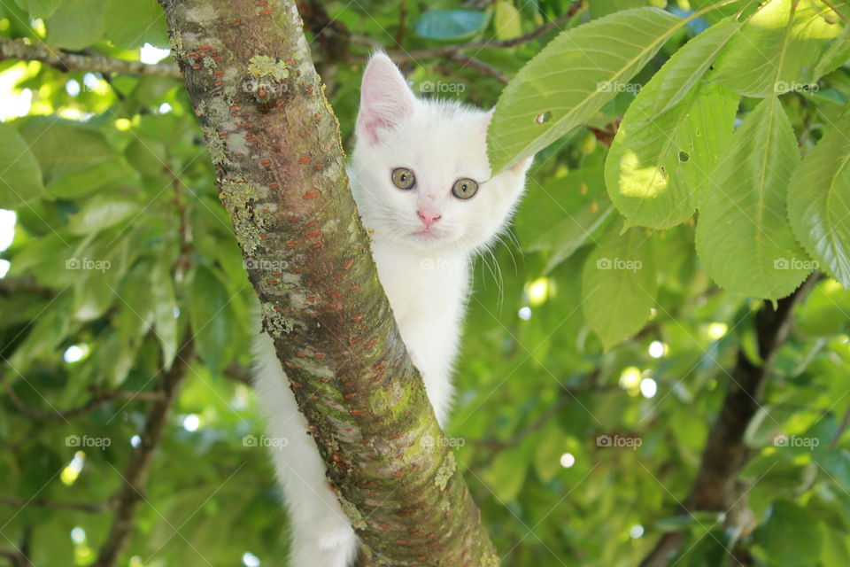 cat in tree starring