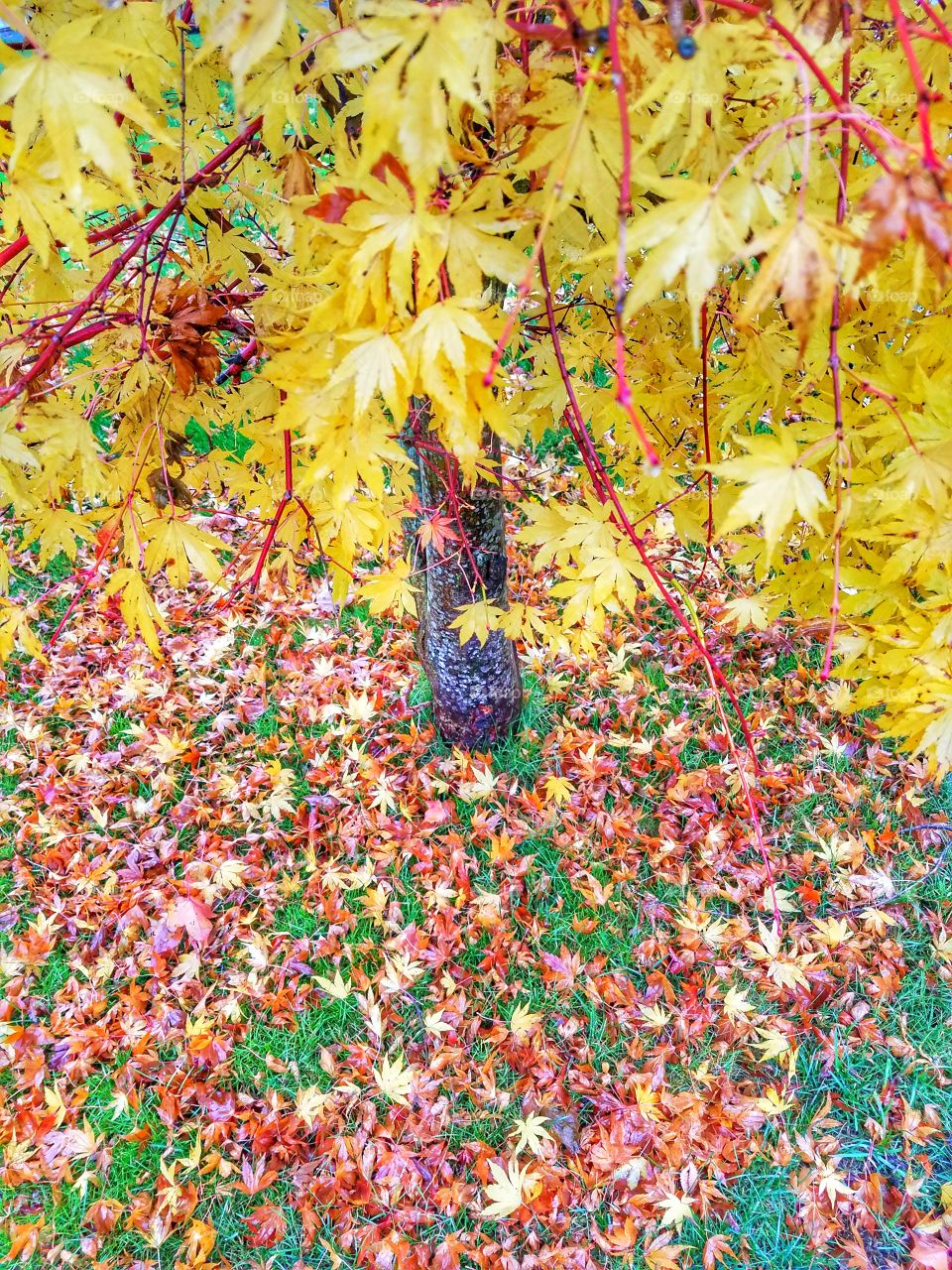 Maple Tree in Autumn