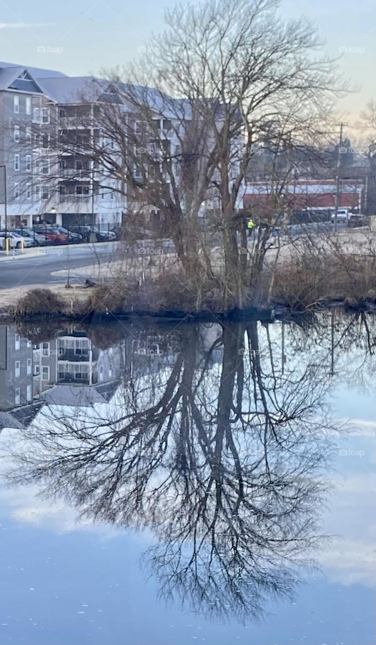 Tree reflection in river 