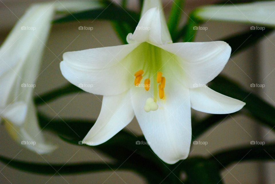 Easter Lily