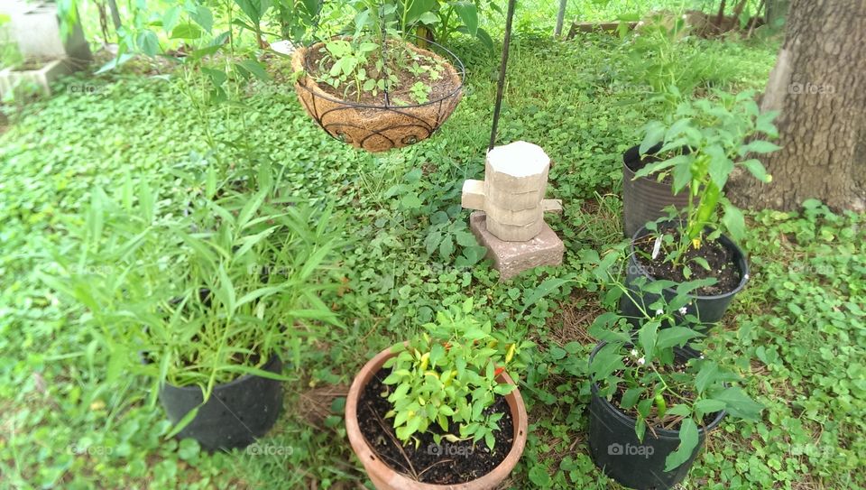 my little garden veggies. My little garden veggies
