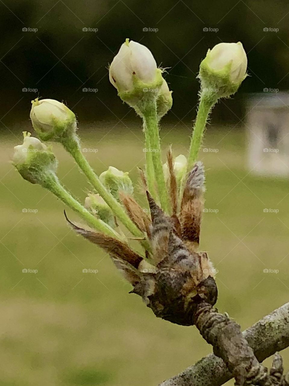 Spring is here! The buds on the Bradford Pear tree are starting to bloom in the front yard here on the ranch in Texas! 