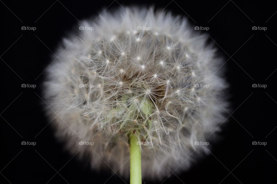 Close-up of dried dandelion on black background