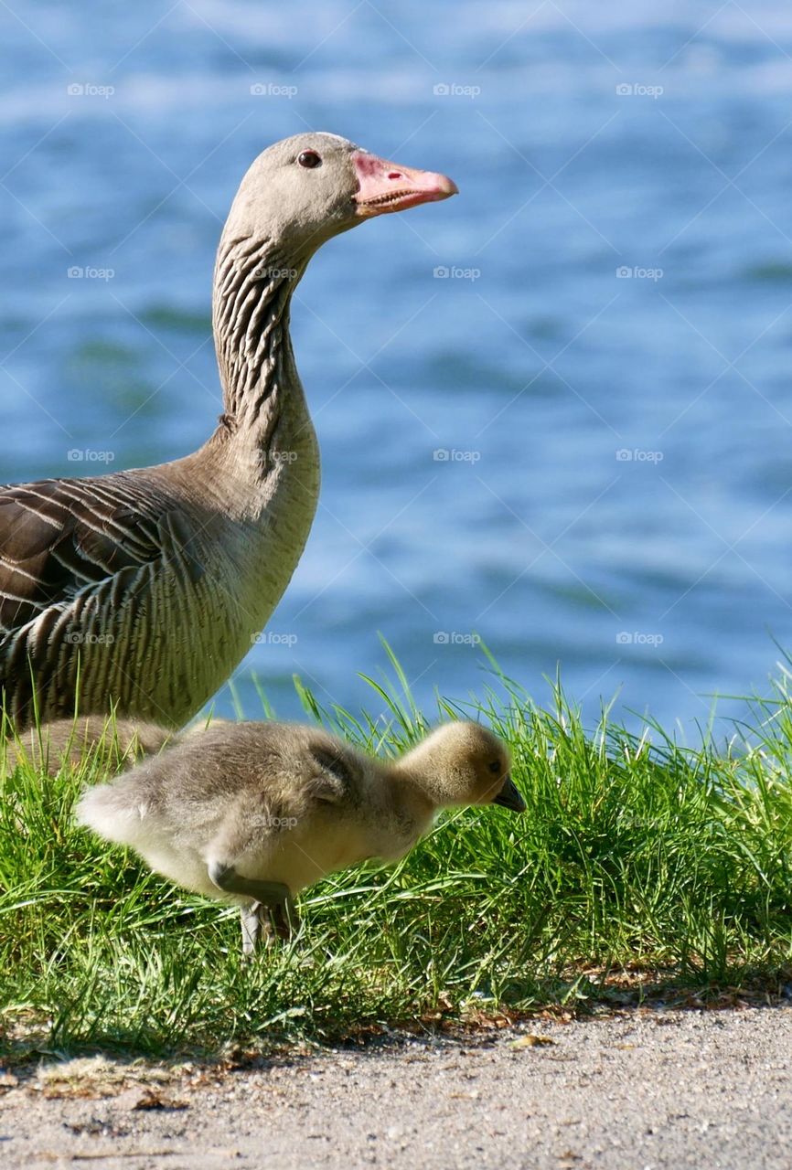 Happy Mother’s Day goose family in springtime 