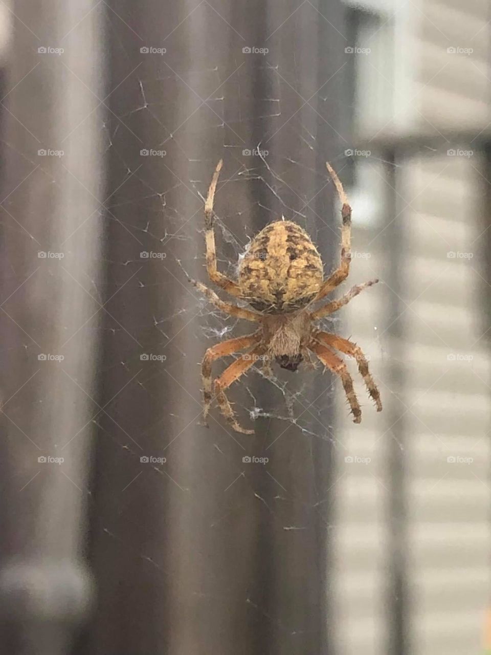 Orb Weaver - beauty in unexpected places 